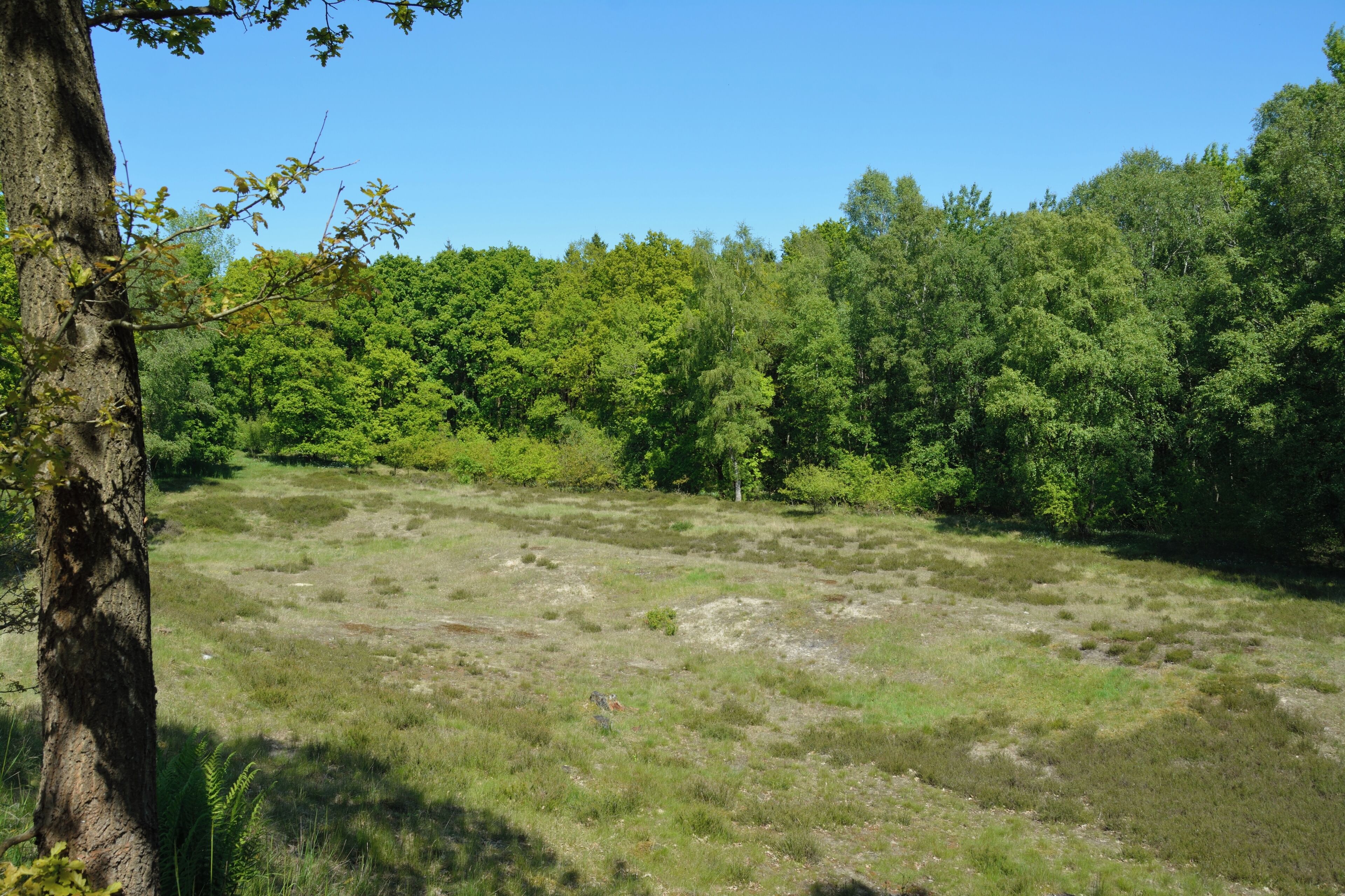 Impressionen aus dem Naturschutzgebiet "Herrenmoor bei Kleve"