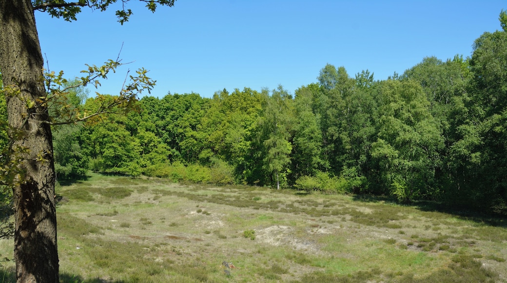 Impressionen aus dem Naturschutzgebiet "Herrenmoor bei Kleve"
