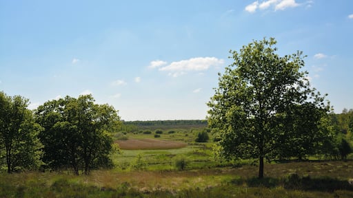 Impressionen aus dem Naturschutzgebiet "Herrenmoor bei Kleve"