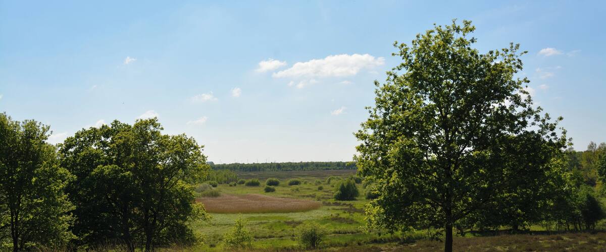 A grassy field with trees and a clear sky.