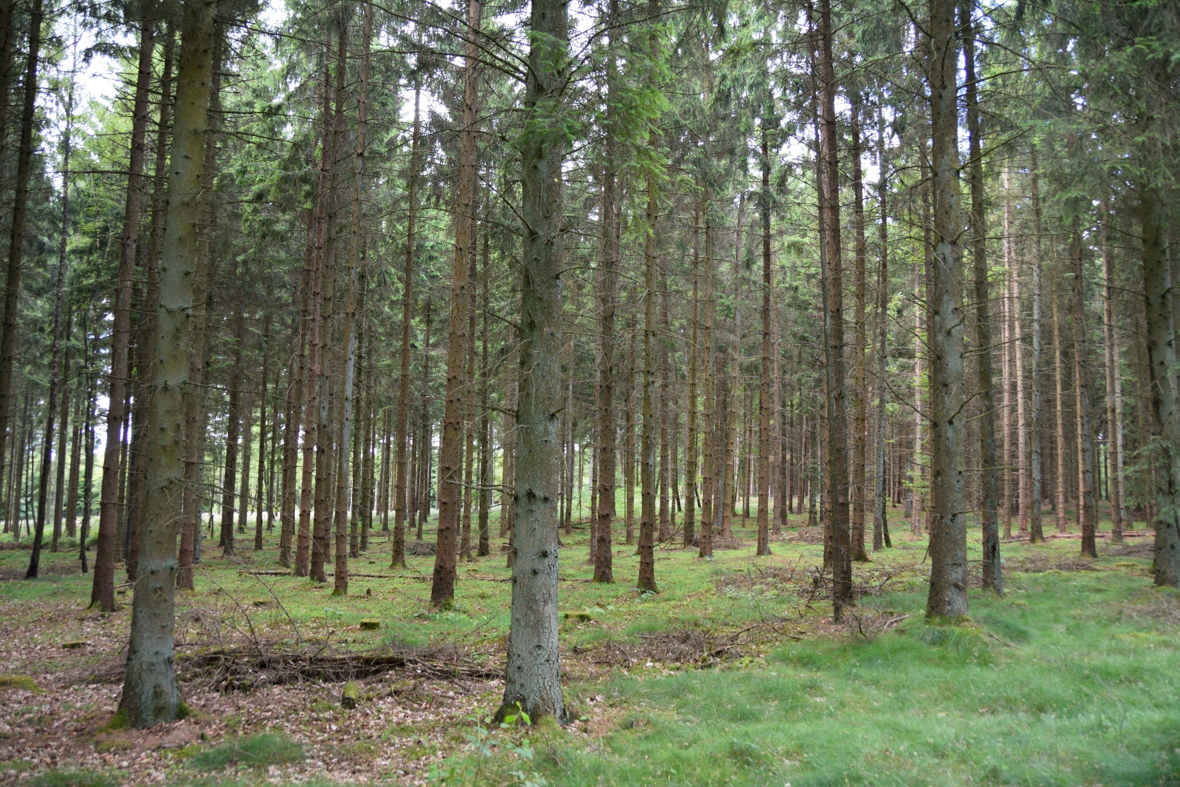 A dense forest with tall trees and a grassy ground.