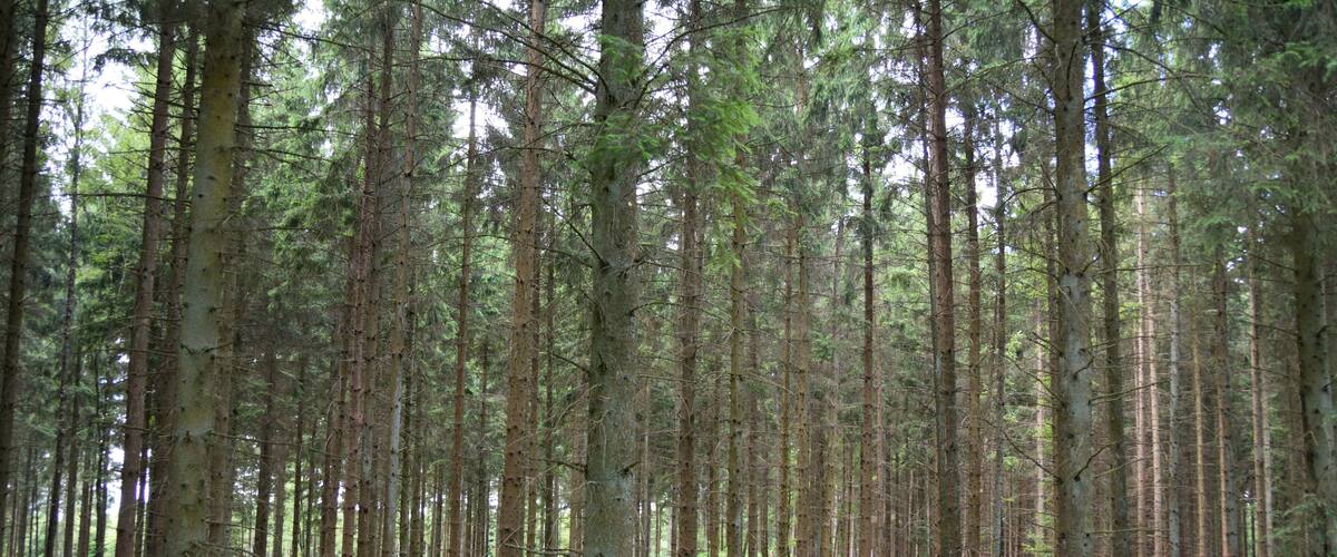 A dense forest with tall trees and a grassy ground.
