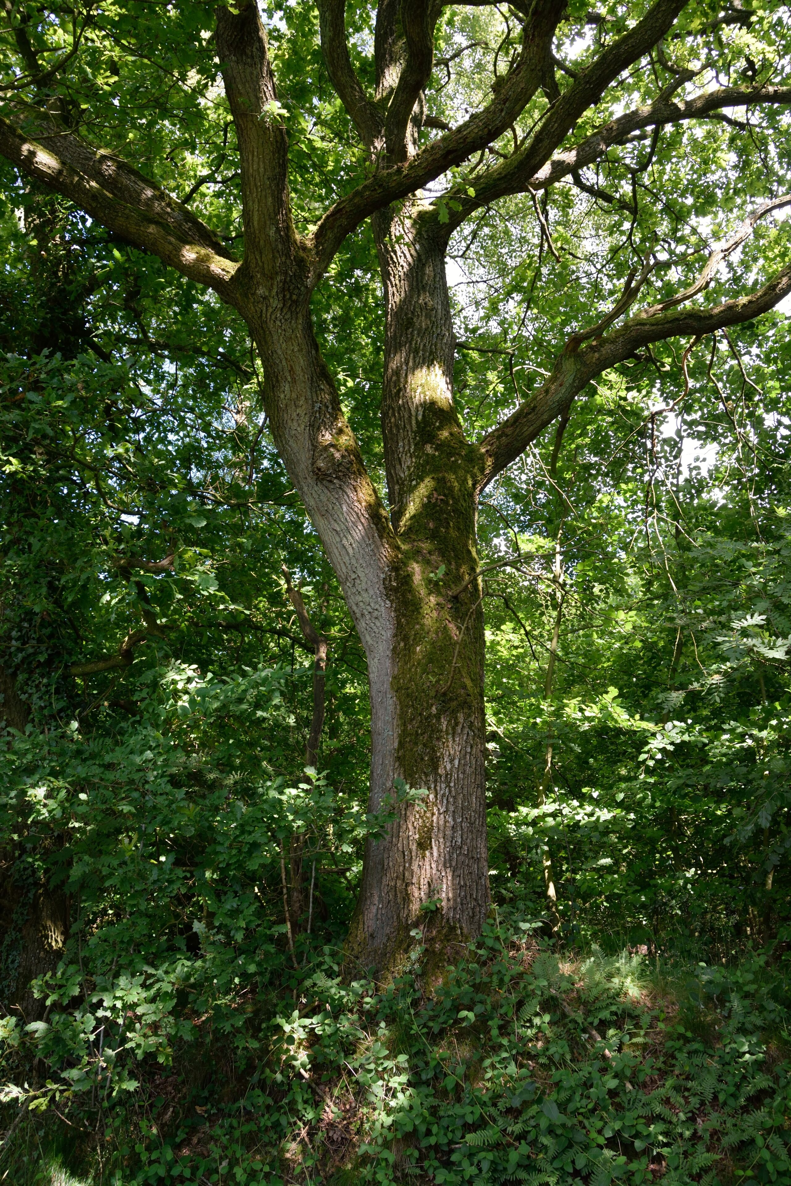 This image was uploaded as part of Wiki Loves Earth 2014.