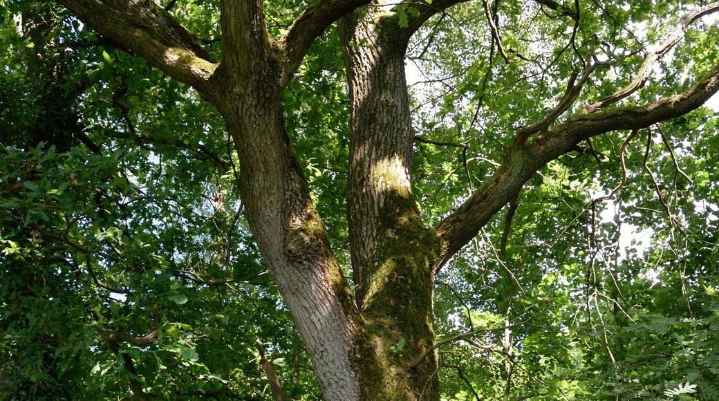 This image was uploaded as part of Wiki Loves Earth 2014.