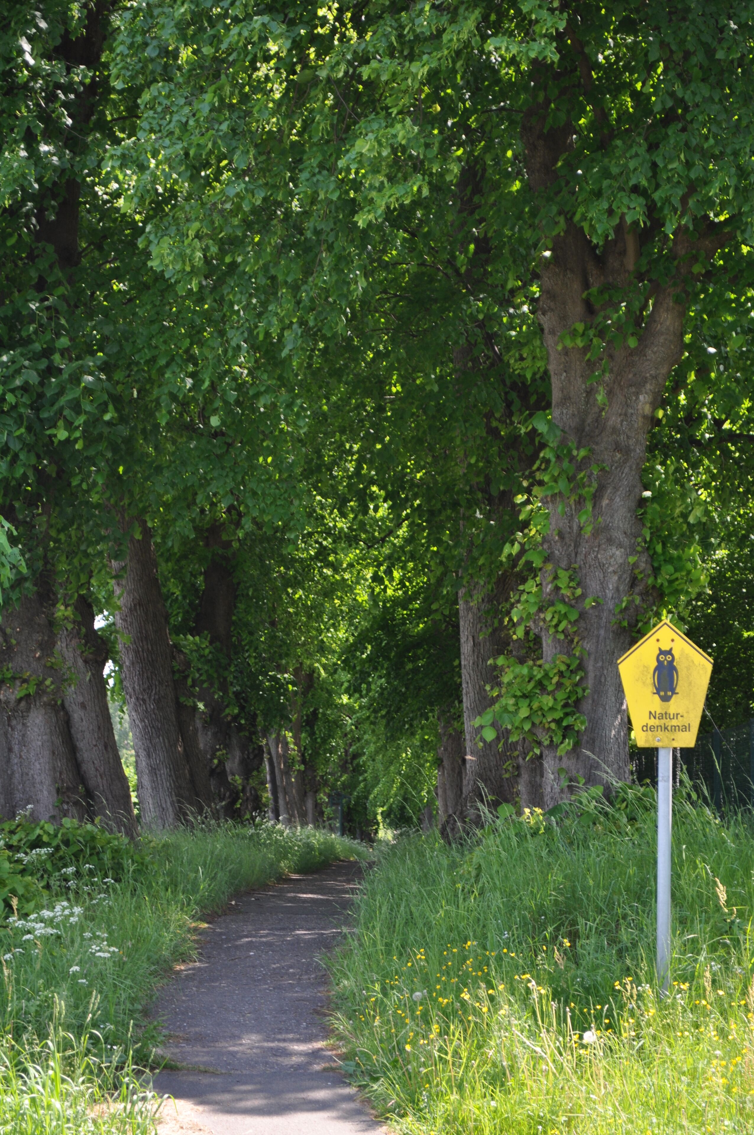 Naturdenkmal Lindenallee am Herrenhaus Borstel in der Gemeinde Sülfeld.