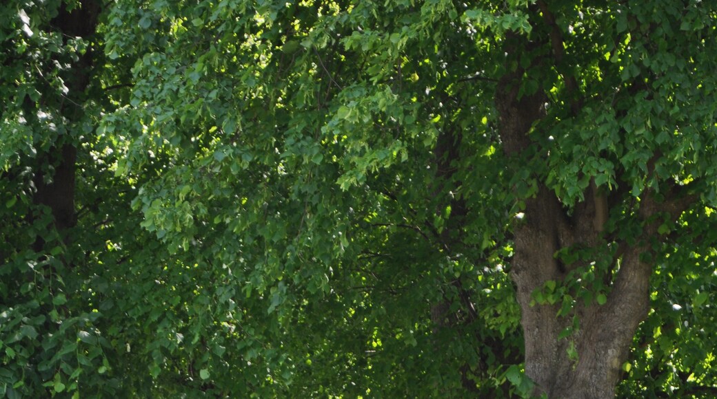 Naturdenkmal Lindenallee am Herrenhaus Borstel in der Gemeinde Sülfeld.