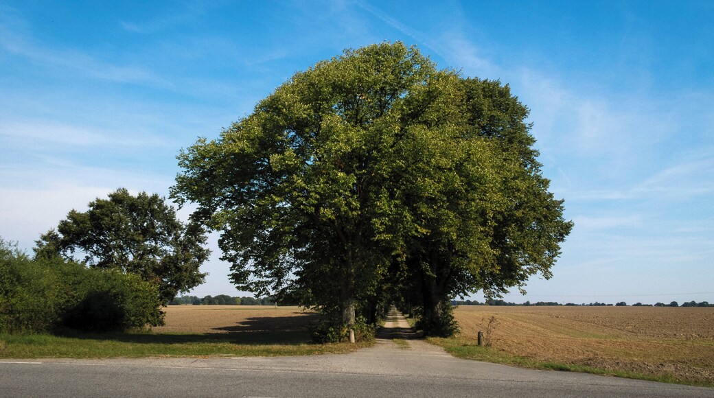 Allee zum Zarpenerhof.