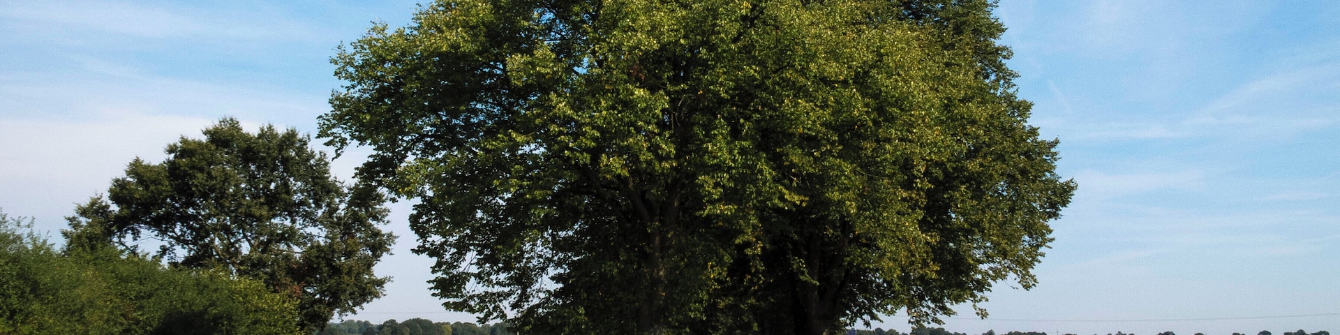 Allee zum Zarpenerhof.