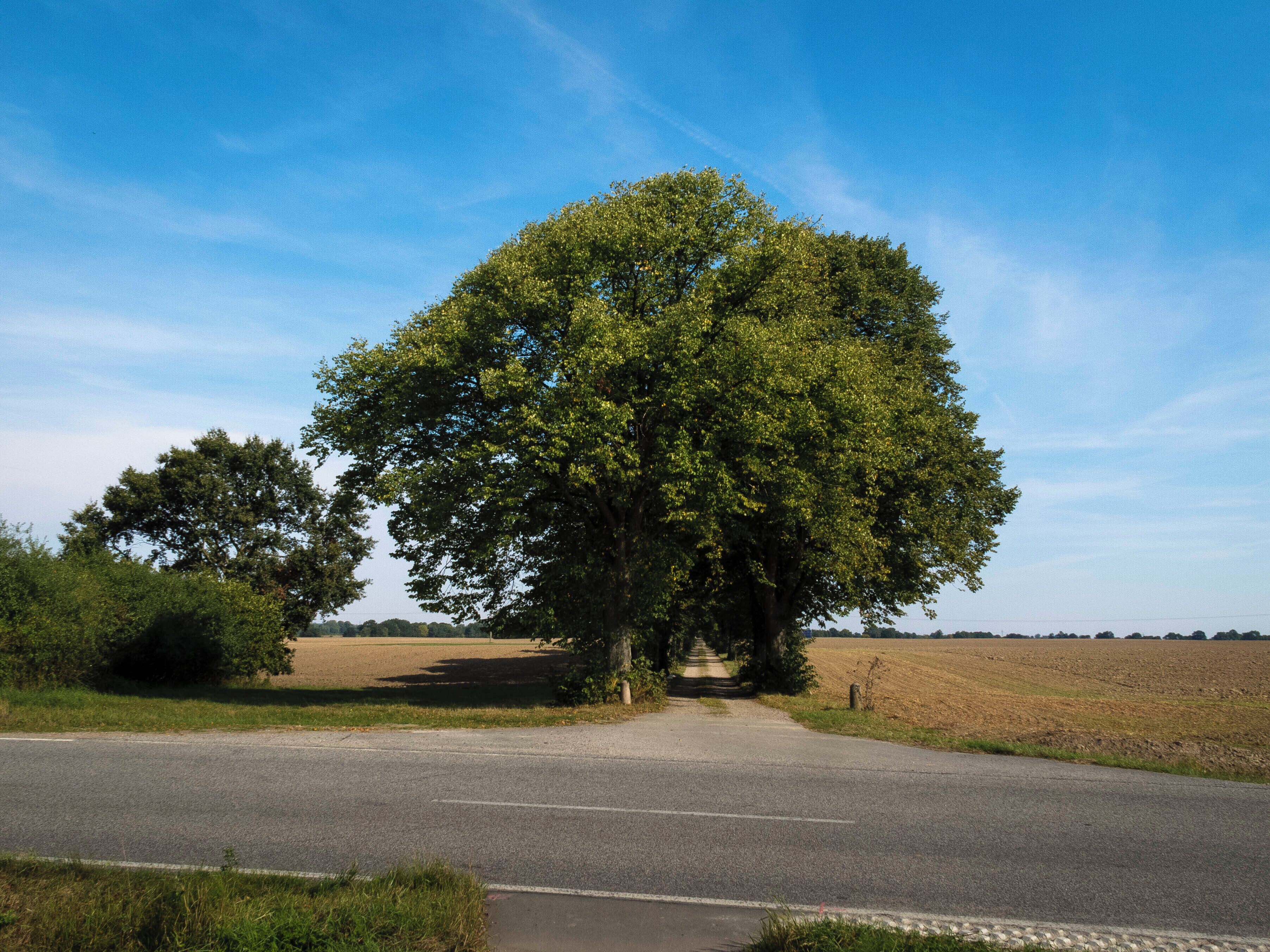 A rural road with a large tree in the center.