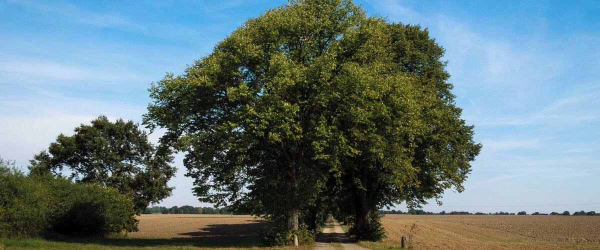 A rural road with a large tree in the center.
