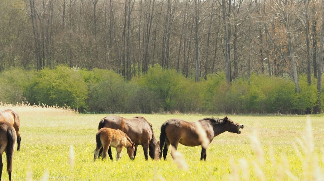 Exmoor-Ponys bei der Ganzjahres-Beweidung im NSG Moorlandschaft Alperstedter Ried