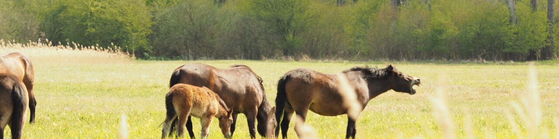 Exmoor-Ponys bei der Ganzjahres-Beweidung im NSG Moorlandschaft Alperstedter Ried