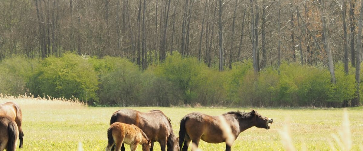 A group of horses grazing in a grassy field with a forest in the background.