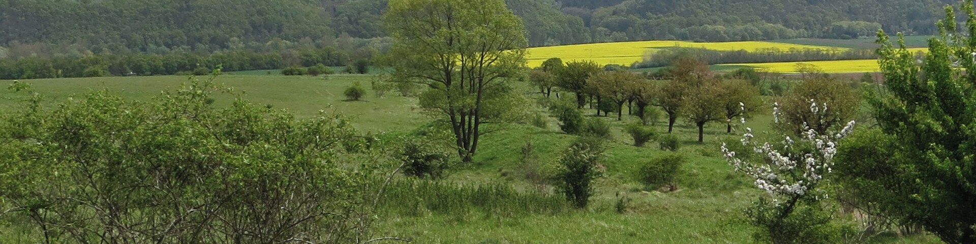 Blick vom NSG Spitzenberg-Schießplatz Rothenstein-Borntal nach Schiebelau Richtung Osten ins Saaletal