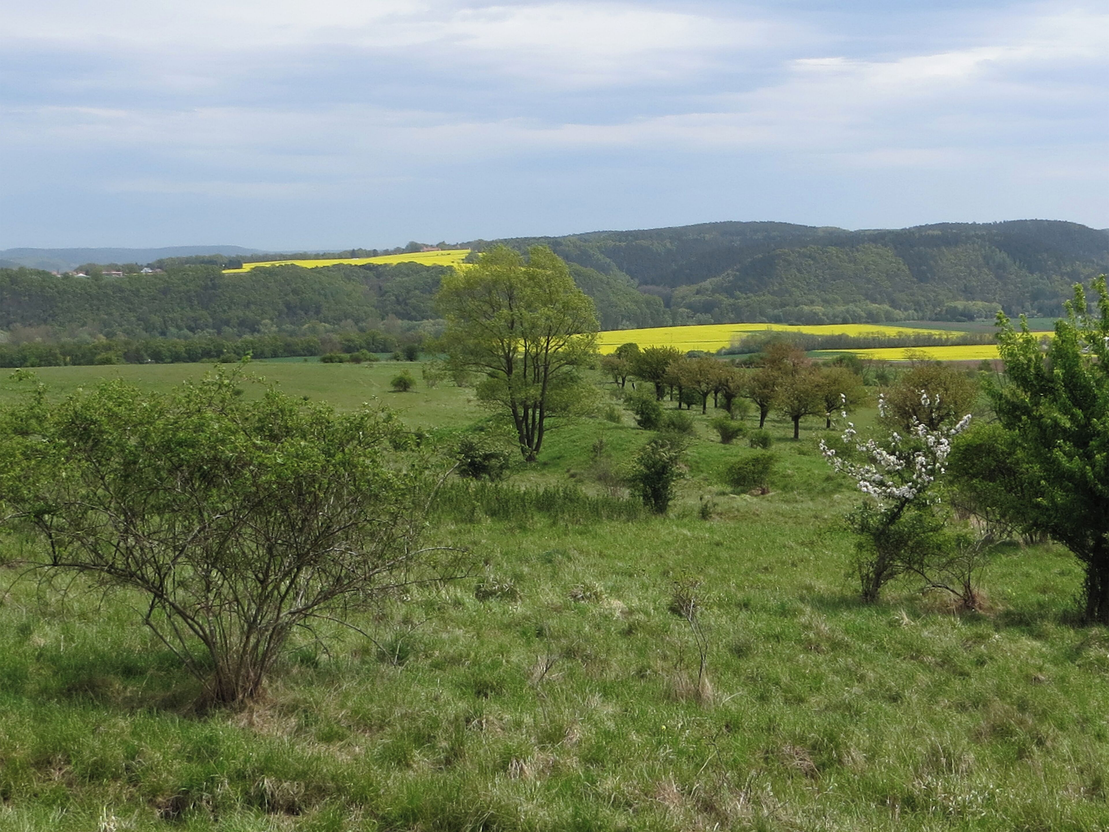A grassy field with scattered trees and distant hills.
