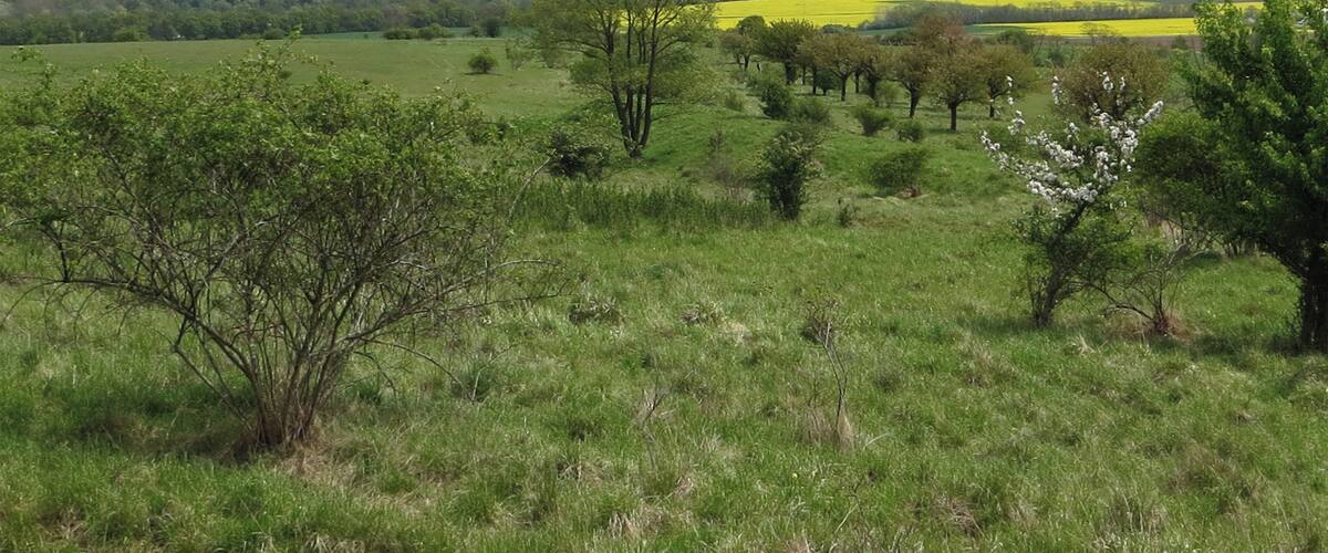 A grassy field with scattered trees and distant hills.