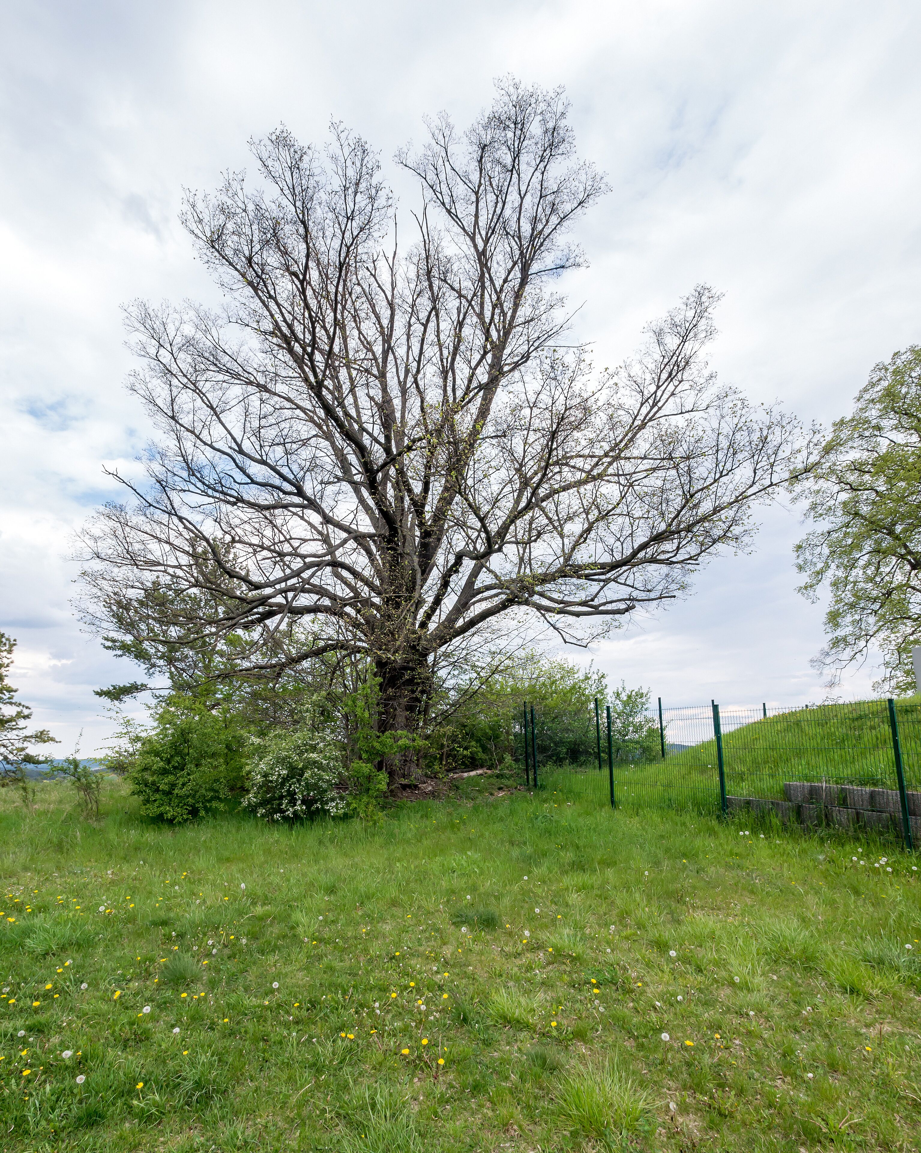 3 Winterlinden Listen Nr. 42 Nahwinden III