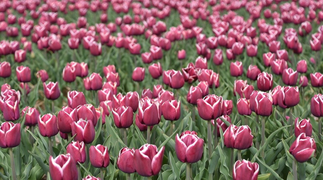 Tulip time in the Noordoostpolder
#springfun
#tulips
#flowers
#Netherlands