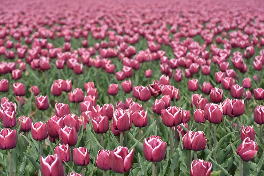 Tulip time in the Noordoostpolder
#springfun
#tulips
#flowers
#Netherlands
