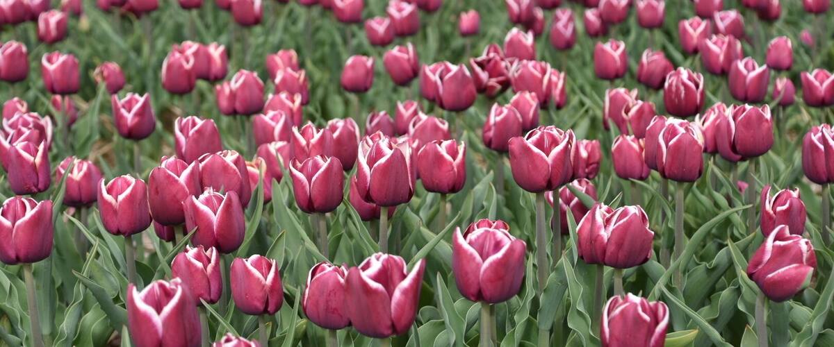 A field of pink tulips.