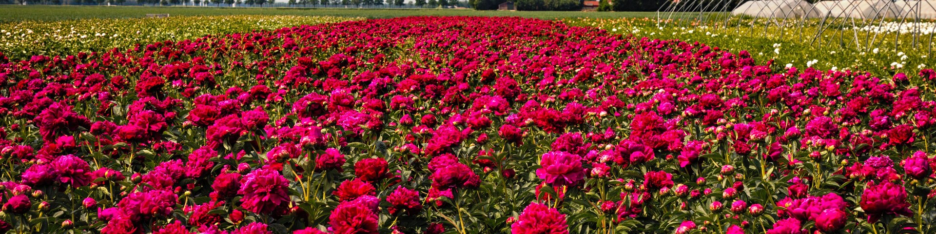 Un campo de flores rosadas vibrantes con aerogeneradores al fondo.