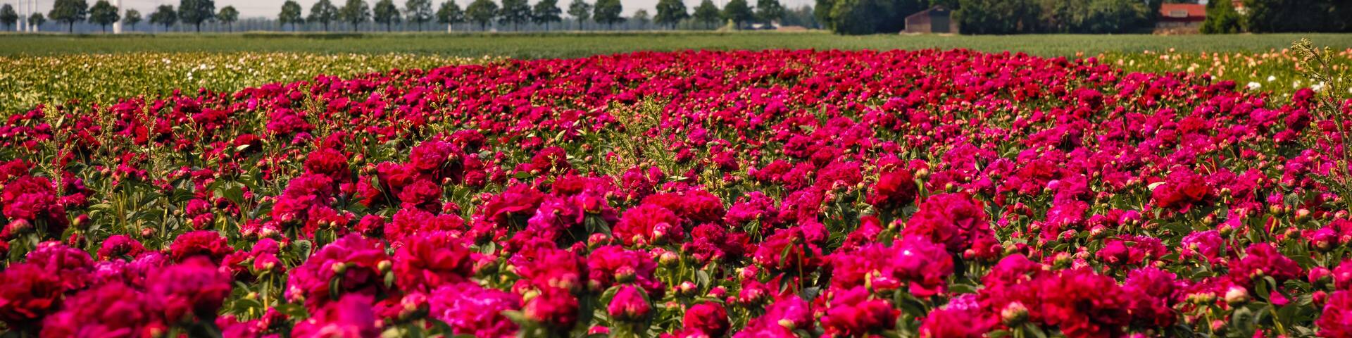 Beautiful peonies in Holland