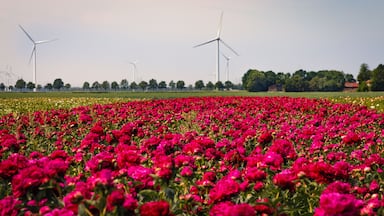 Beautiful peonies in Holland