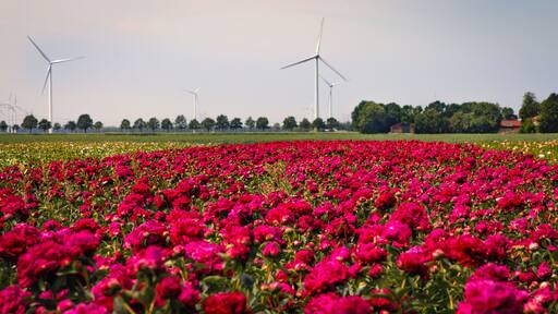 ชวิฟเทอร์บันท์