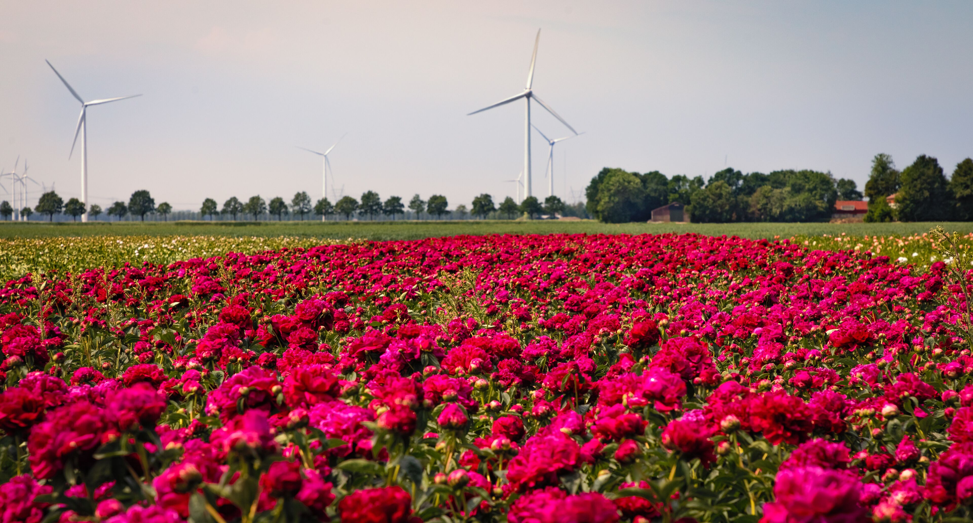A field of vibrant pink flowers with wind turbines in the background.