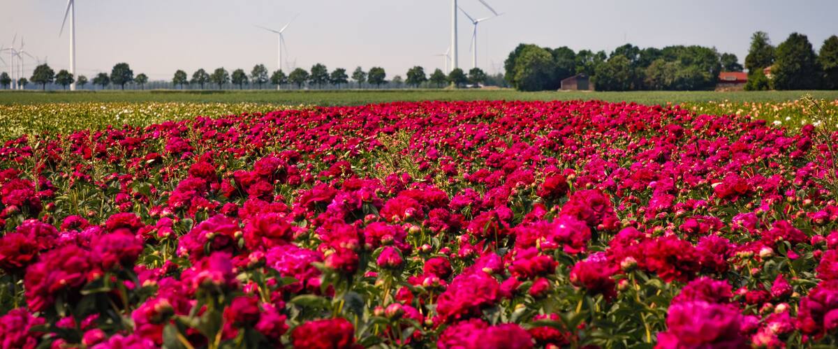 A field of vibrant pink flowers with wind turbines in the background.