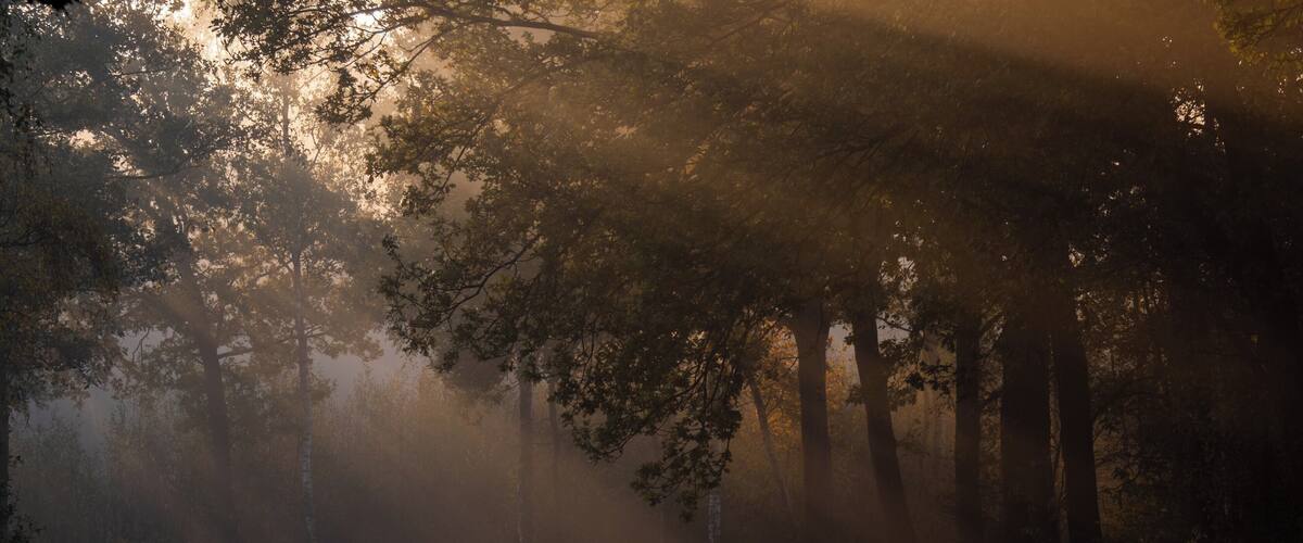 A misty forest with tall trees and a calm river.