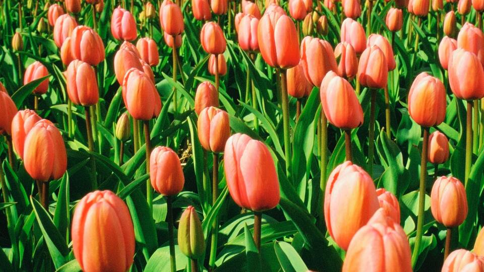 Field of pink tulip flowers, Sassenheim, Netherlands