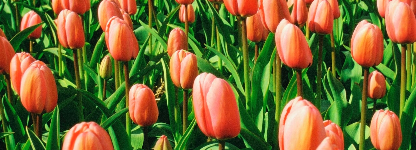Field of pink tulip flowers, Sassenheim, Netherlands