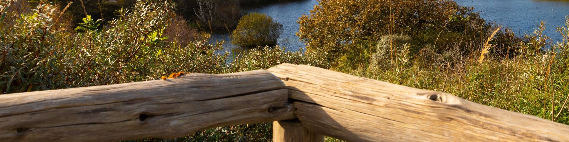 Hollandse Duinen in der Nähe von Scheveningen,