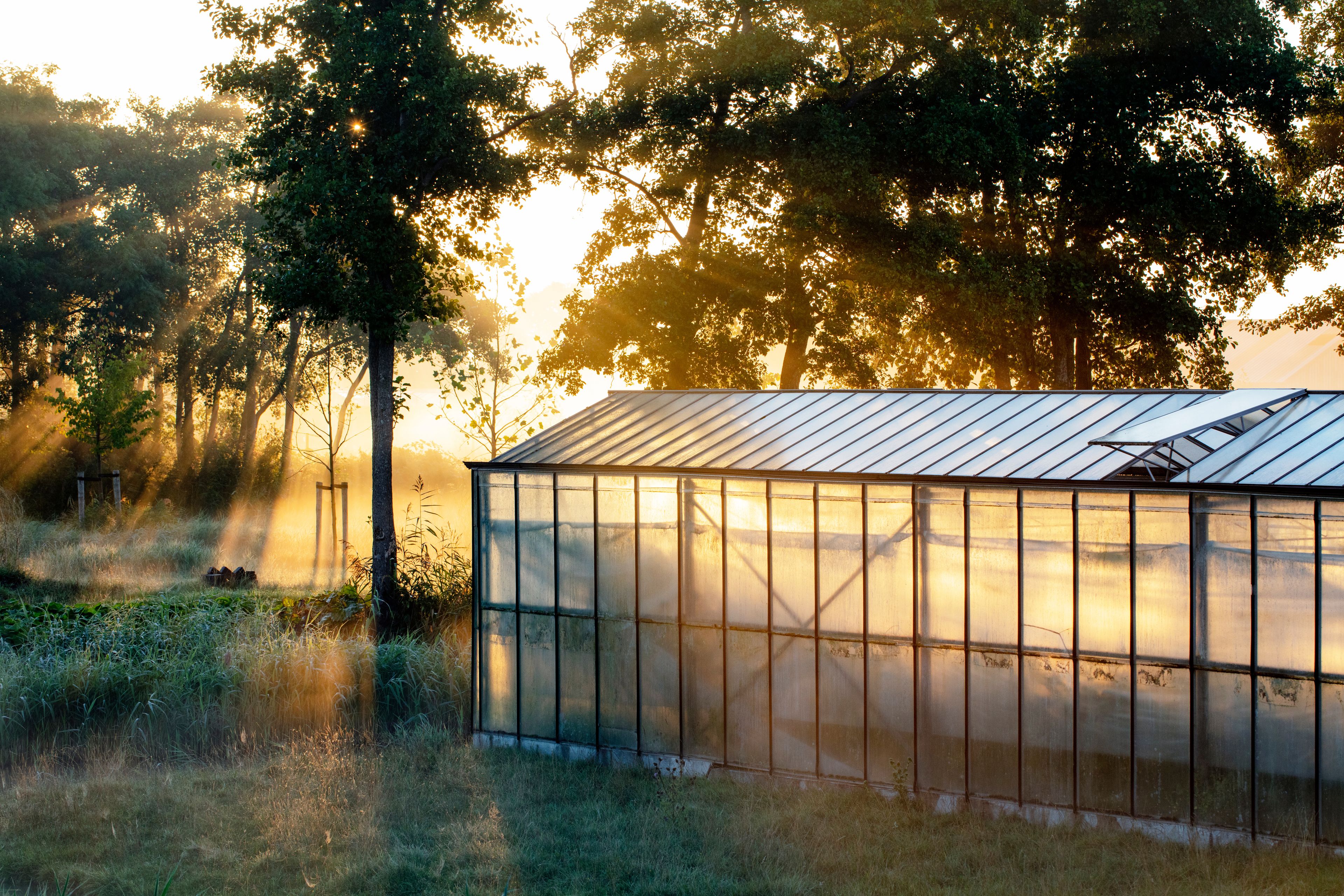 Un invernadero en un bosque con luz solar filtrándose entre los árboles.
