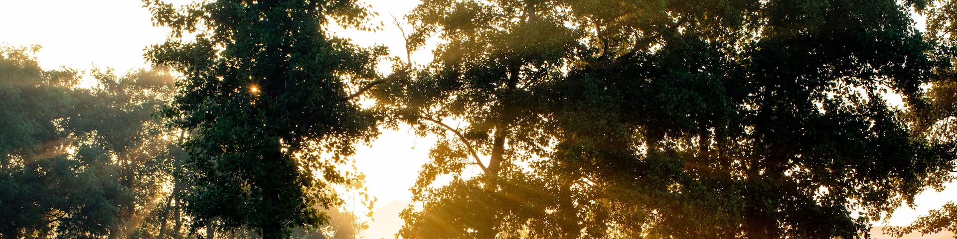 A greenhouse in a forest with sunlight filtering through the trees.