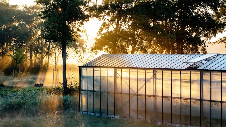 Un invernadero en un bosque con luz solar filtrándose entre los árboles.