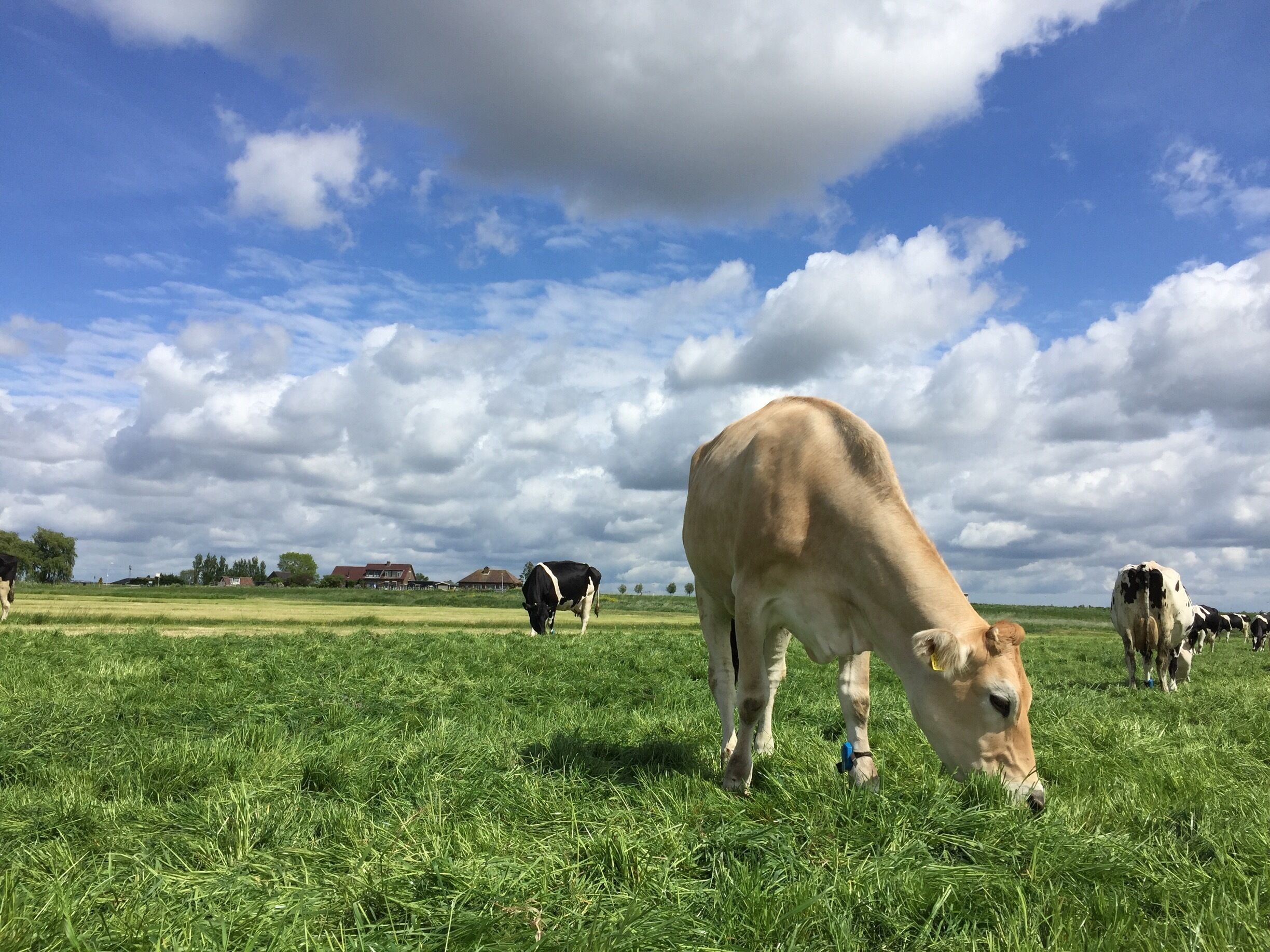 A grassy field with cows grazing under a partly cloudy sky.