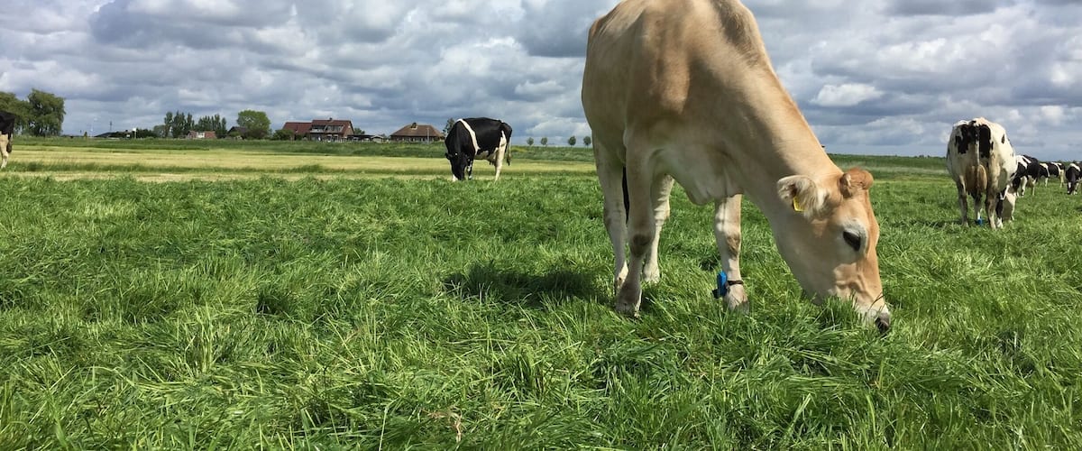 A grassy field with cows grazing under a partly cloudy sky.