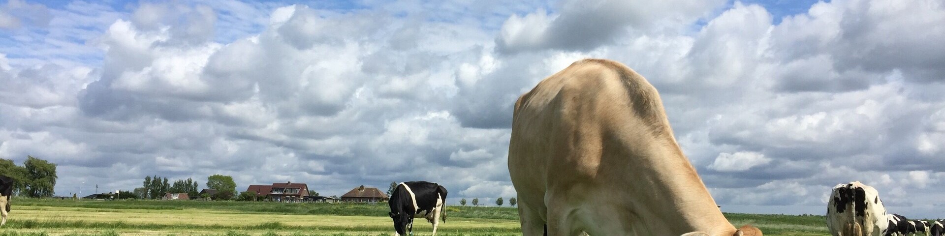A grassy field with cows grazing under a partly cloudy sky.