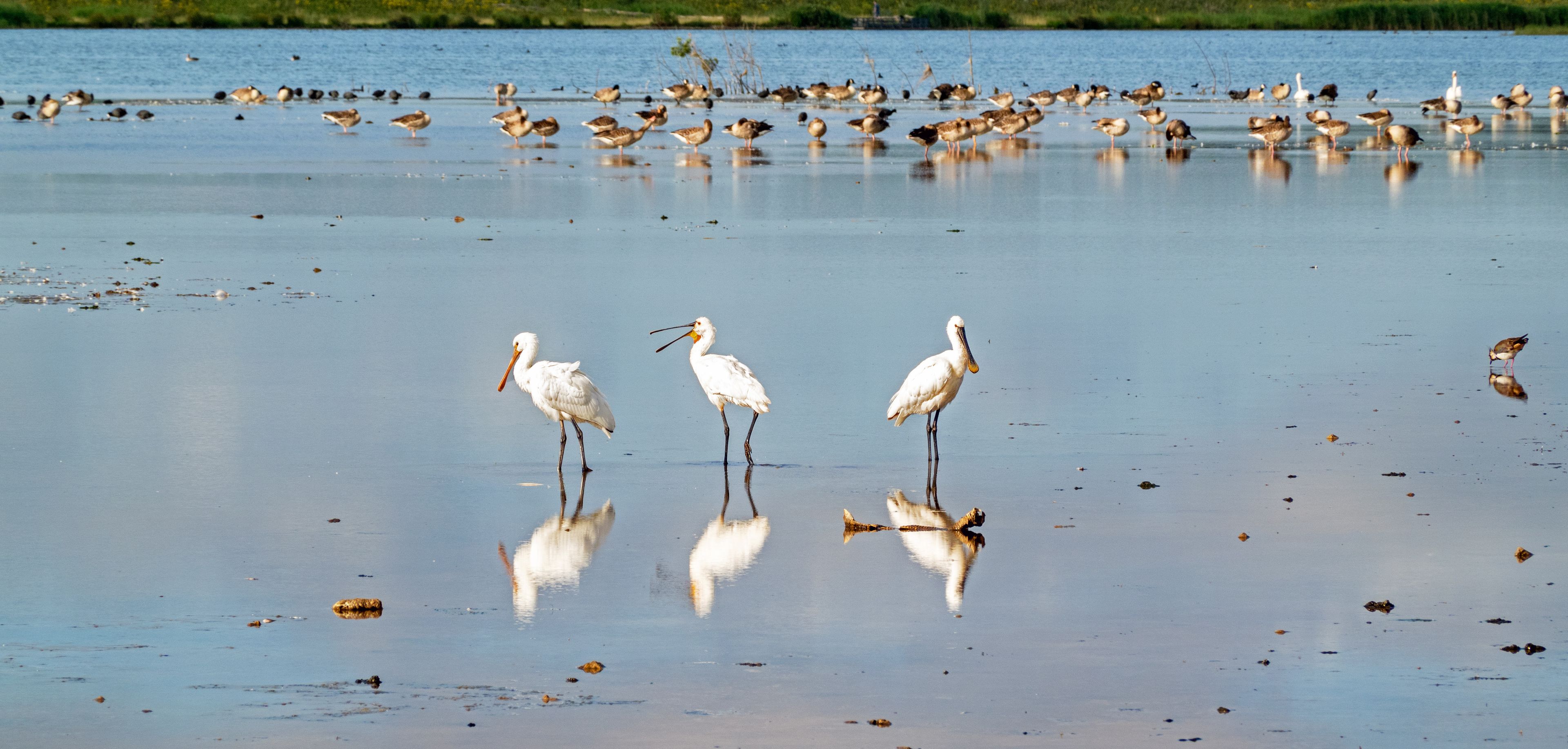 Spoonbills and other waterfowl in a new emergency floodwater storage and recreational basin near Zoetermeer city (Netherlands),  the Nieuwe Driemanspolder 