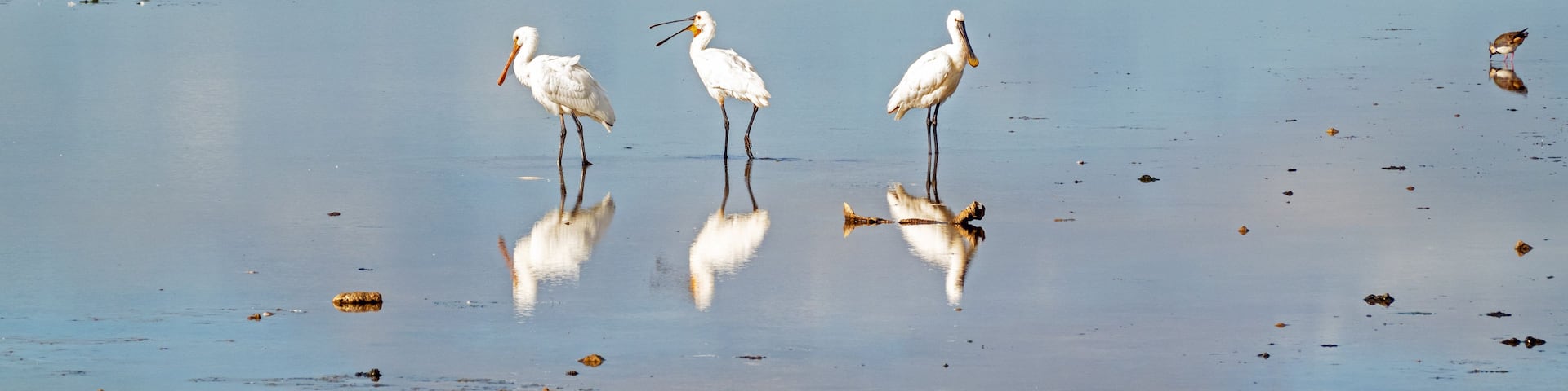 A wetland with several white birds standing in shallow water.