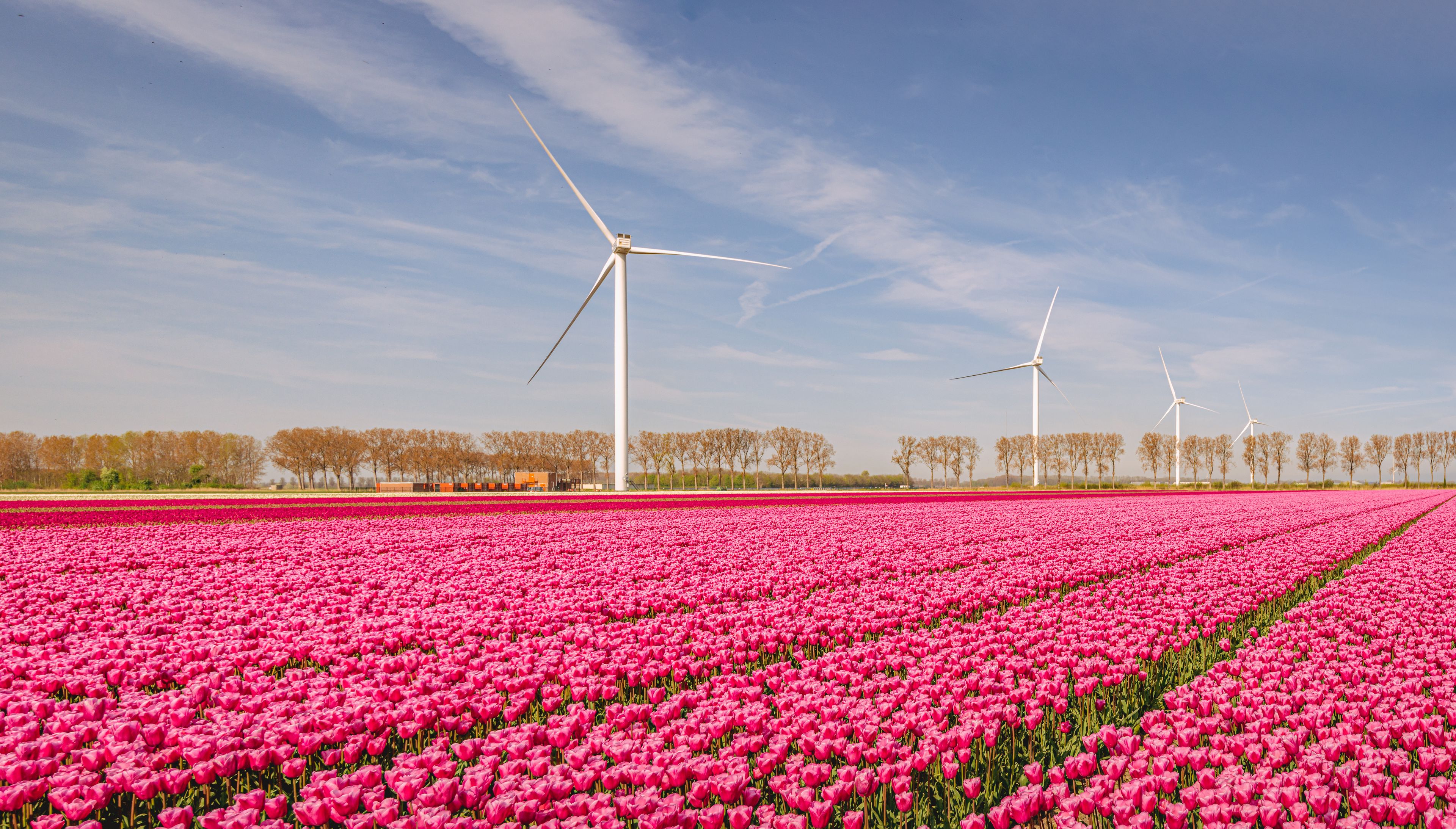 Red blooming tulips, wind turbines and a blue sky in a Dutch landscape. The photo was taken near the village of Stad aan 't Haringvliet, municipality of Goeree-Overflakkee, province of South Holland.