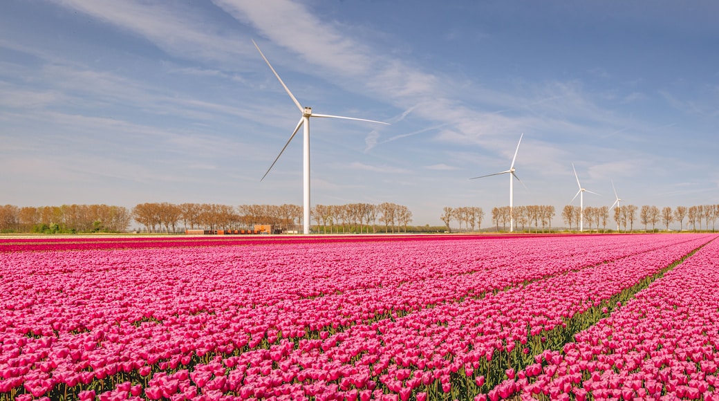 Een veld met roze tulpen, met windmolens op de achtergrond.
