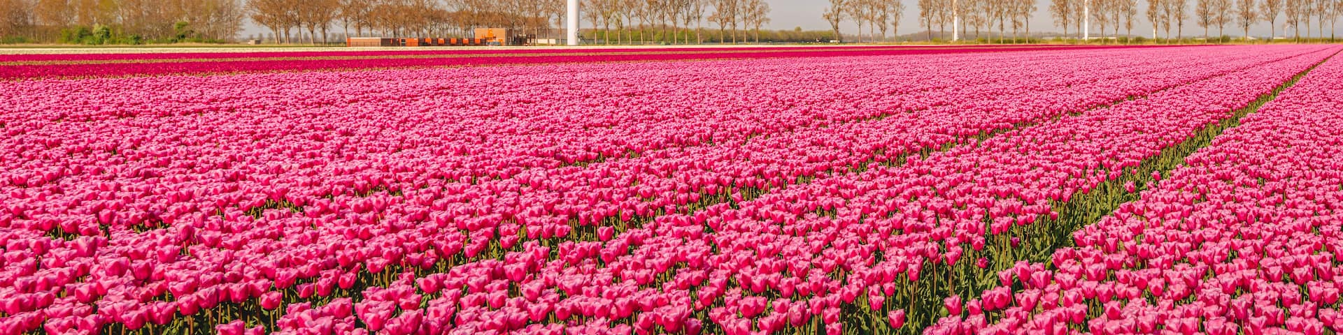 A field of pink tulips with wind turbines in the background.