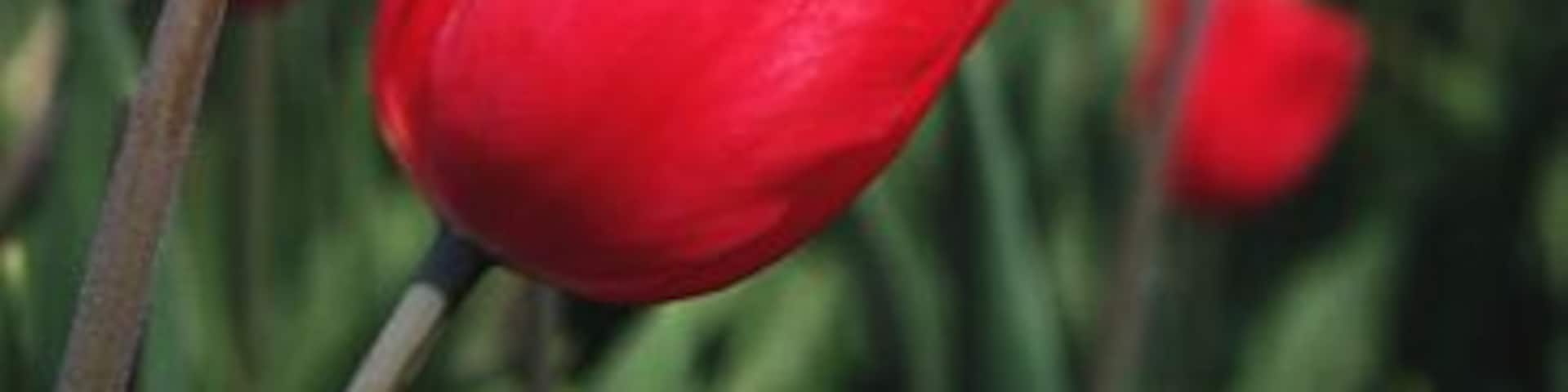 Close-up of Tulips in The Netherlands