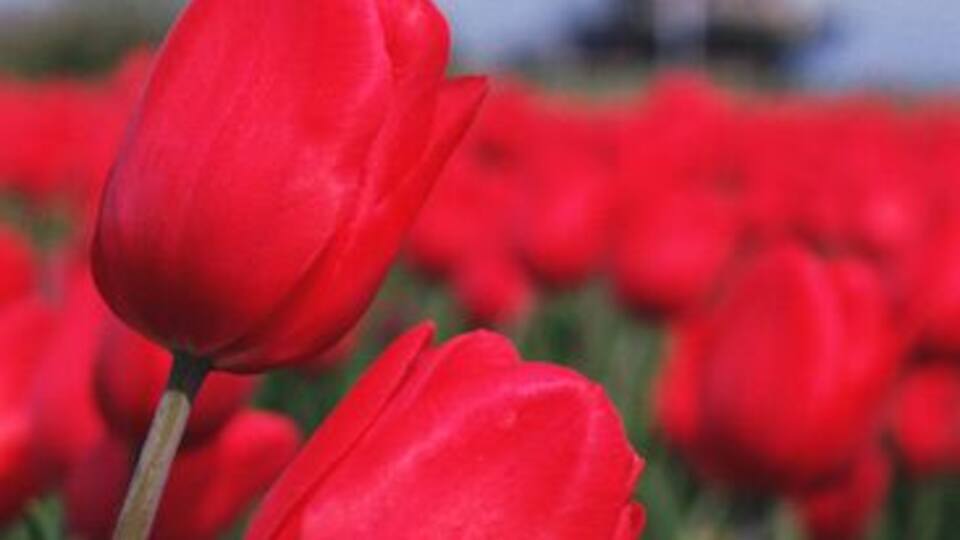 Red tulips in a field with a windmill in the background.