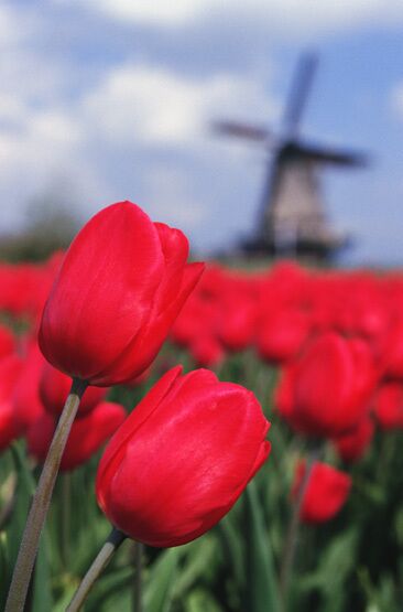 Red tulips in a field with a windmill in the background.