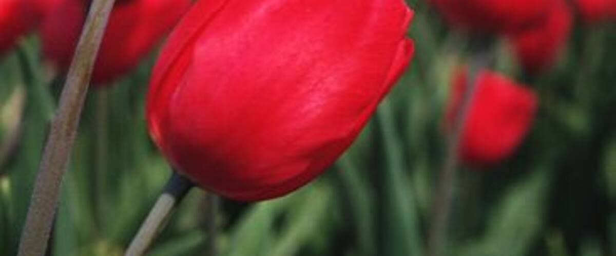 Red tulips in a field with a windmill in the background.