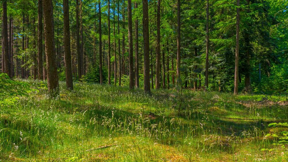 Clearing in a pine forest in sunlight in spring